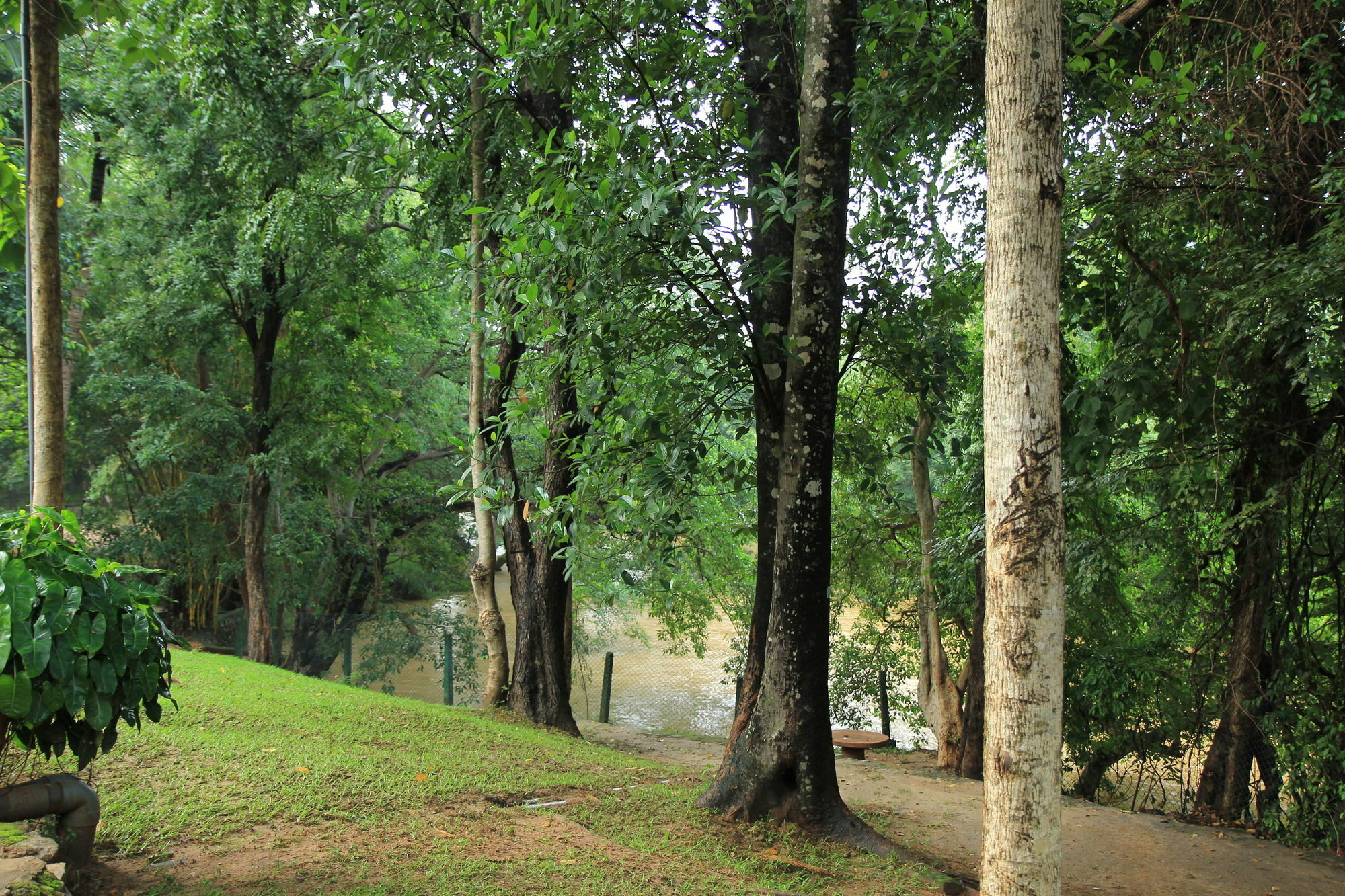 Hotel Dambulu Oya Family Park Dambulla Exteriér fotografie